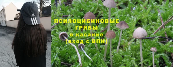 PSILOCYBIN Покачи